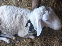 Qoç, Awassi sheep — foto 2