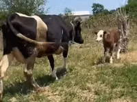 Krava, Russian Black pied cattle — foto 1