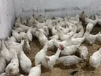 Chickens — 写真 3
