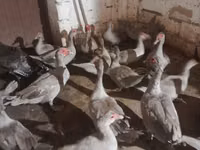 Ducks — الصورة 3