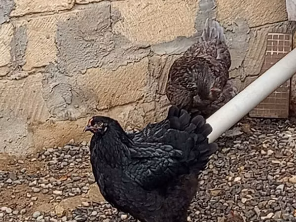 Brahma