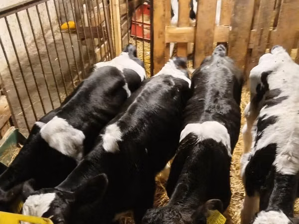 Bull, Holstein breed