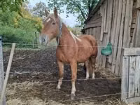 母马, Horses — 照片 1