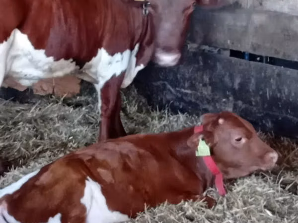 மாடுகள் (தொகுதி, பாலினம் குறிப்பிடப்படவில்லை), Simmental cattle
