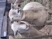 ஆண் ஆடு, Katum sheep — புகைப்படம் 5