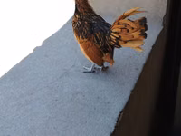 Chickens — zdjęcie 4
