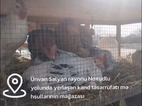 Chickens — foto 3