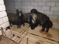 Oveja, Ovejas — foto 2