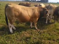 Boğa, Aubrac cattle — foto 5