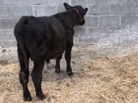 Boğa, Aberdin Angus — foto 4