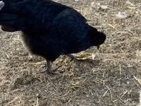 Chickens — ფოტო 3