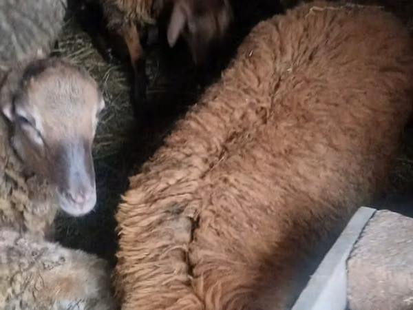绵羊（批次，未指定性别）, Sheep