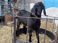 Koza, Beetal goats — foto 2