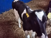 Byk, Russian Black pied cattle — zdjęcie 5