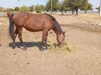 母马, Kyrgyz Horse — 照片 1