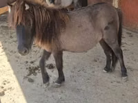 Jument, Shetland Pony — photo 7