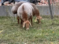 Brebis, Arashan sheep — photo 1