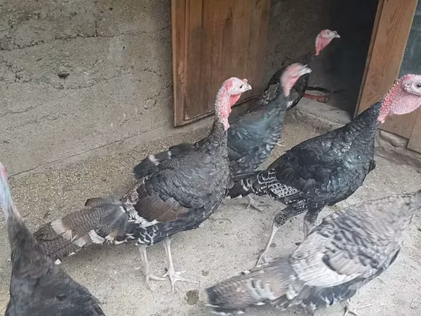 Turkeys — Armaniston