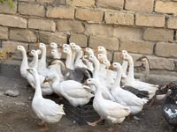 Geese — zdjęcie 1