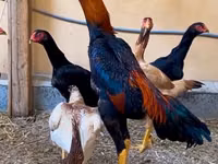 Chickens — Foto 4