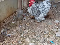 Chickens — புகைப்படம் 2
