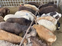 Ovce, Krasnoyarsk sheep — foto 4
