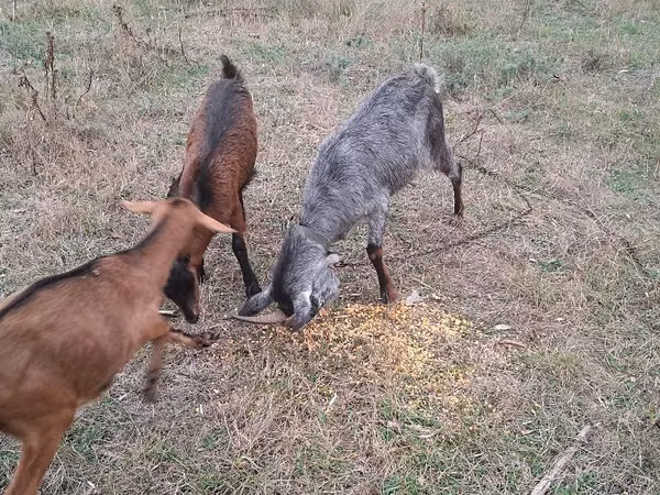 Echki, Echkilar