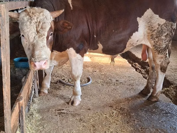 Buğa, Simmental cattle