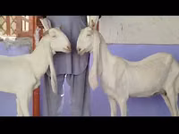 雌ヤギ, Gulabi goats — 写真 5