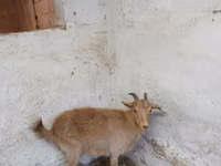 Keçi, Saanen goat — foto 5
