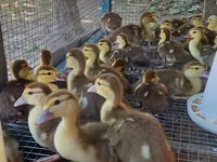 Ducks — Foto 4