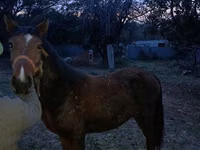 Kůň, Tiger horse — foto 3