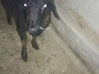 ஆண் வெள்ளாடு, வெள்ளாடுகள் — புகைப்படம் 5