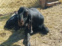 Ziegenbock, Kamori goats — Foto 1