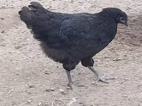 Gallo de pelea de fosa australiano — foto 2