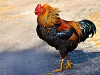 Chickens — Foto 3