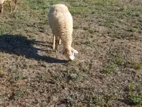 பெண் ஆடு, Karabakh sheep — புகைப்படம் 7