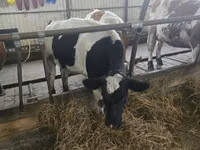 Krowa, Russian Black pied cattle — zdjęcie 4