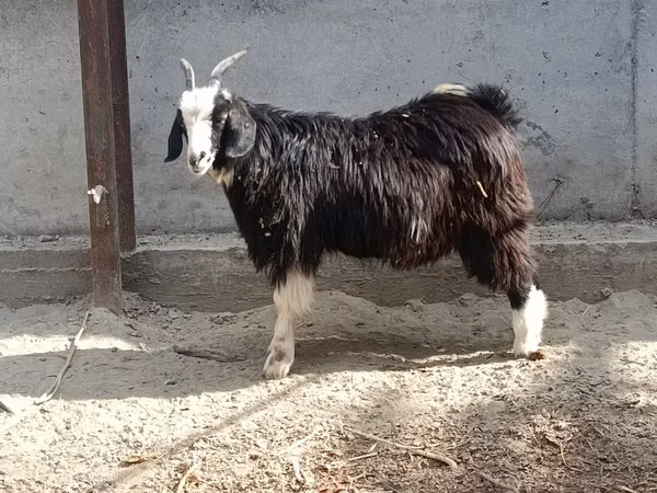 母山羊, Goats