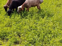 Widder, Schafe — Foto 4