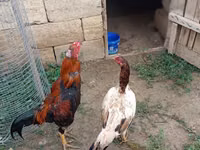 Ayam Cemani — Foto 1