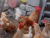 Chickens — zdjęcie 7
