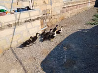 Ducks — Foto 2