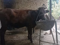 Krowa, Kalmucka rasa — zdjęcie 6