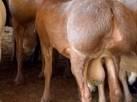 كبش, الأغنام — الصورة 1
