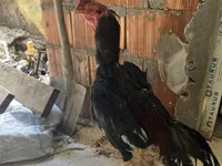 Chickens — photo 1