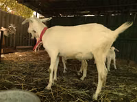Keçiler (parti, cinsiyet belirtilmedi), Pomellata goat — foto 6