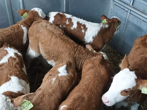 Buqa, Simmental cattle