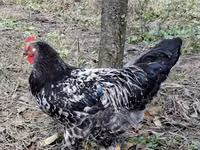 Chickens — foto 7