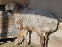 公羊, Arashan sheep — 照片 2